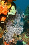 Acabaria sp Gorgone a noeuds en Y-Praslin Baie chevalier-19m-20190610-Denis-ADER-DSC_8989_tn